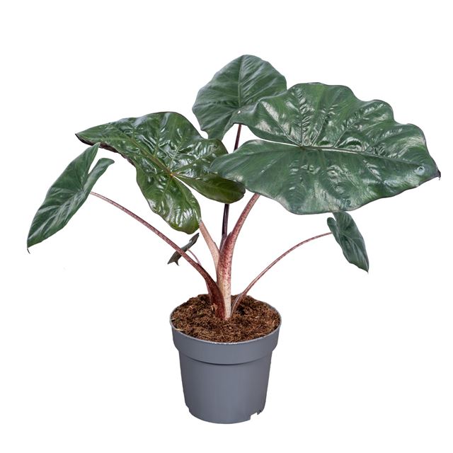 Picture of Alocasia yucatan princess