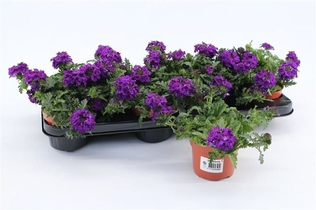 Picture of Verbena dark blue