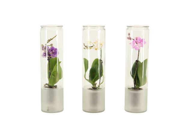 Picture of PHALAENOPSIS 01-STEM MINI MIX IN CILINDERGLASS