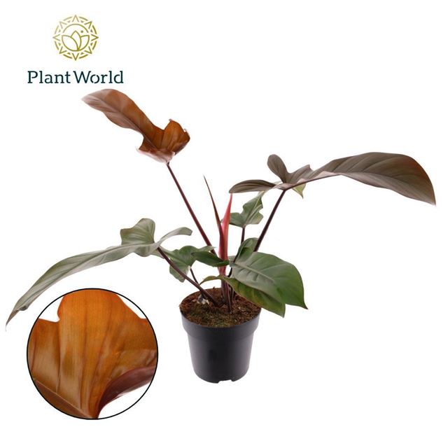 Picture of Philodendron florida bronze