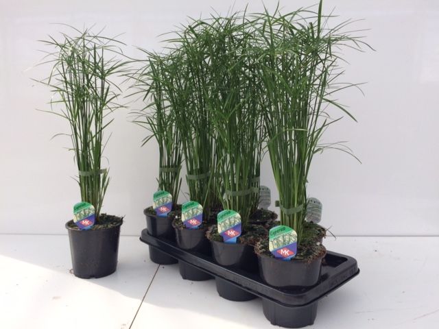 Picture of CYPERUS GRACILIS