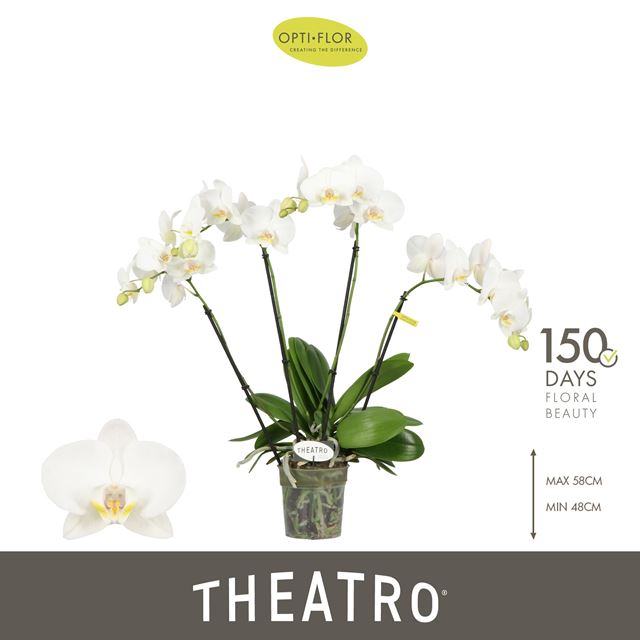 Picture of Phalaenopsis 04-stem theatro jazz