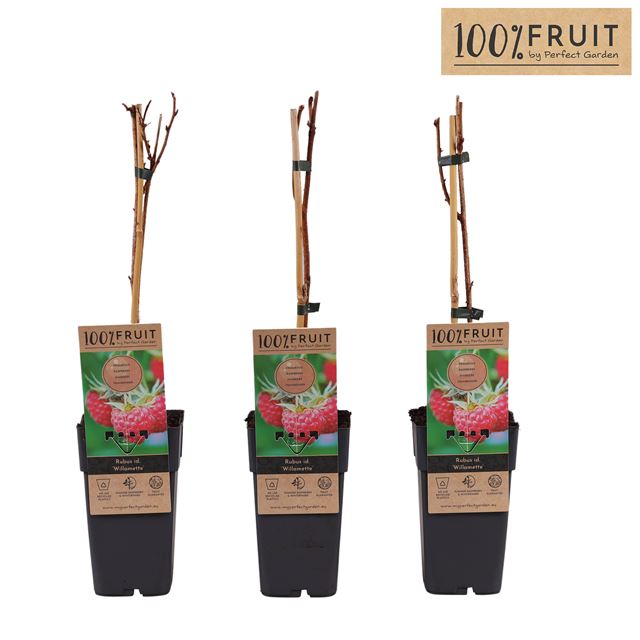 Picture of Rubus idaeus willamette