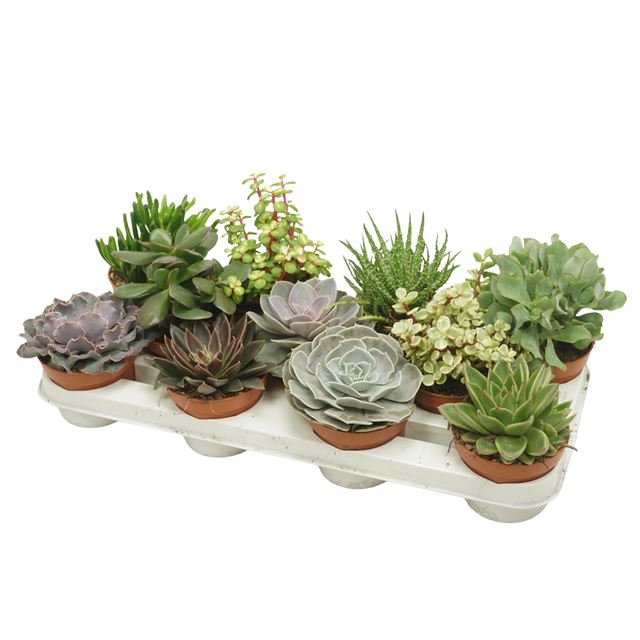 Picture of SUCCULENT MIX