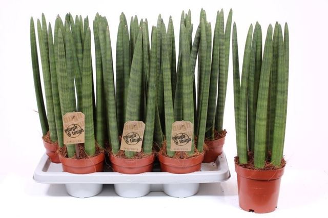 Picture of Sansevieria cylindrica straight