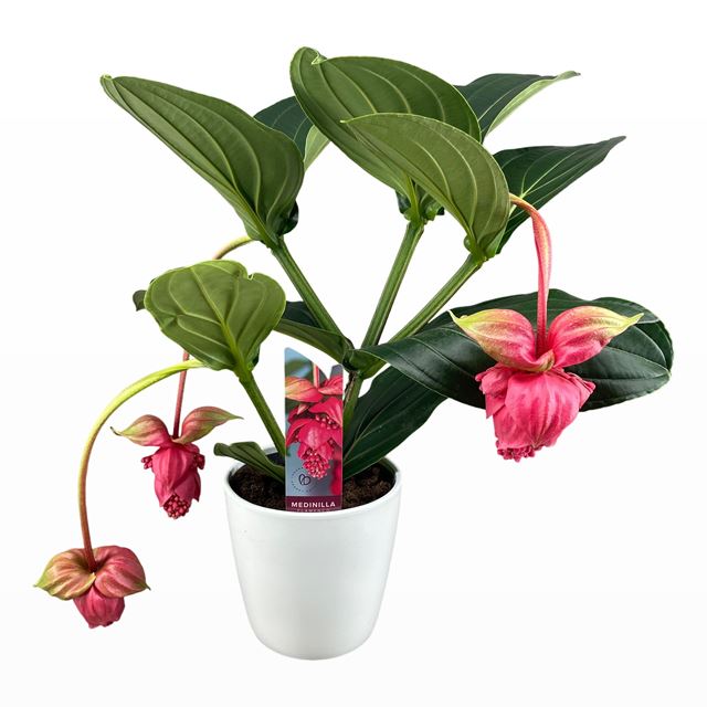 Picture of MEDINILLA MAGNIFICA FLAMENCO 03-FL CERAMIC