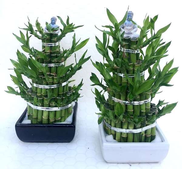 Picture of DRACAENA LUCKY BAMBOO PYRAMID 04-LEVELS