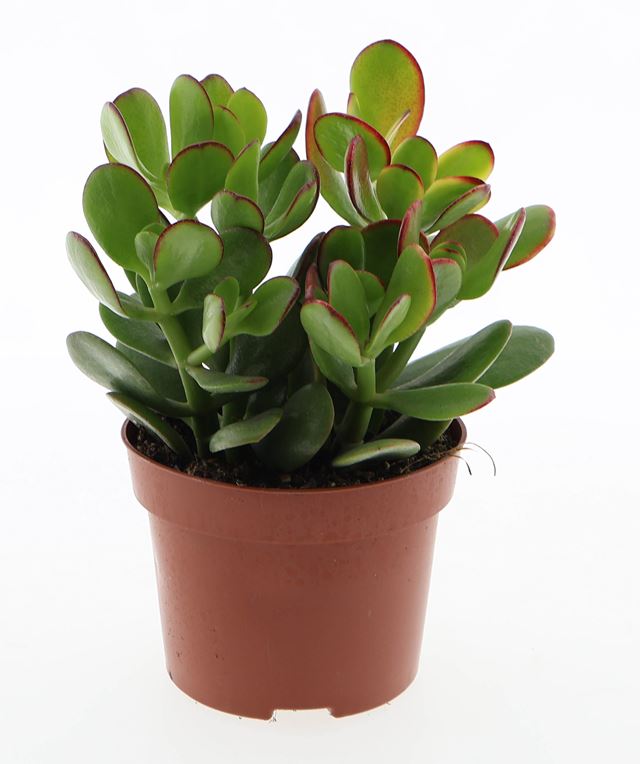 Picture of Crassula ovata sunset