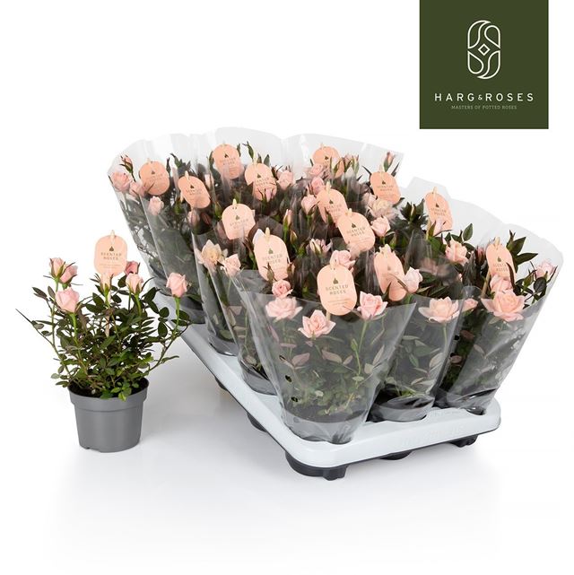 Picture of Rosa roma pink scented