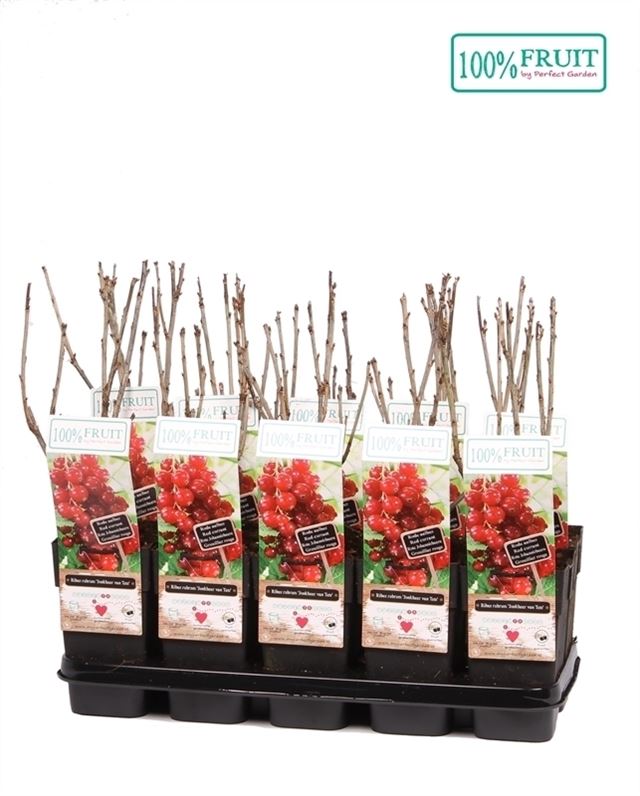 Picture of Ribes rubrum jonkheer v  tets