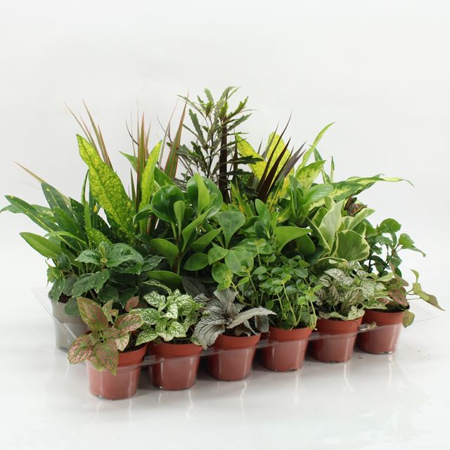 Picture of FOLIAGE MIX IN TRAY
