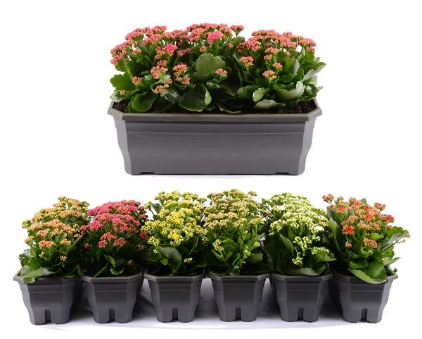 Picture of Kalanchoe 03pp in windowbox