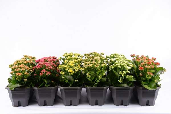 Picture of KALANCHOE BLOSSFELDIANA 03PP IN WINDOWBOX