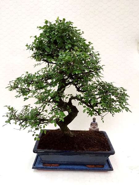 Picture of BONSAI 35CM MIX + ONDERSCHAAL