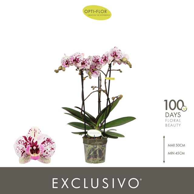Picture of Phalaenopsis 03-stem exclusivo athena