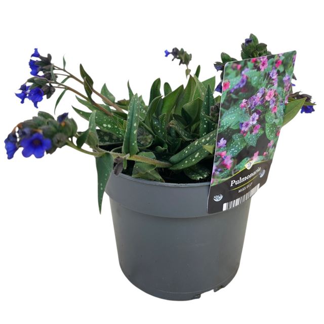 Picture of Pulmonaria miss elly