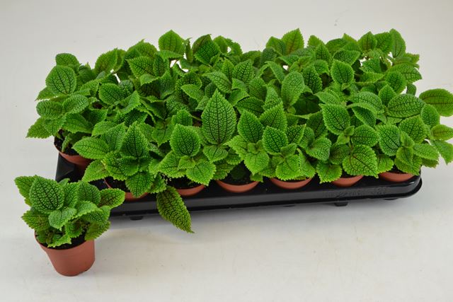 Picture of PILEA INVOLUCRATA MOON VALLEY