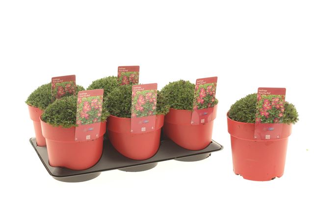 Picture of Saxifraga arendsi pixie pan red