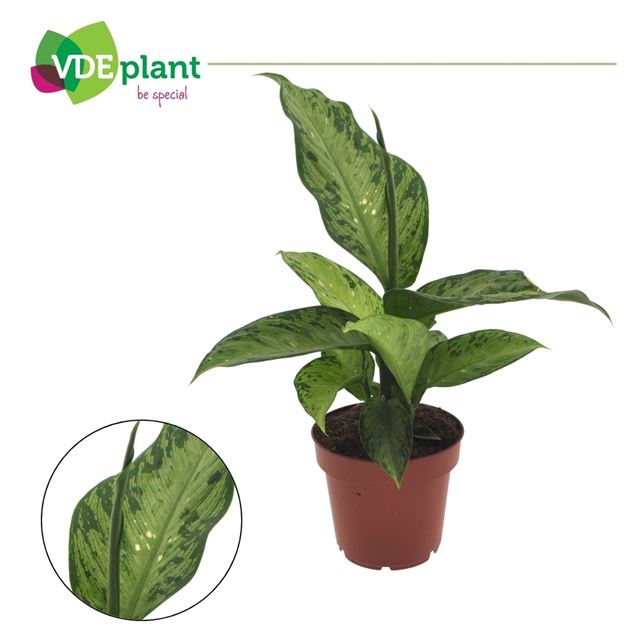 Picture of Dieffenbachia memoria corsii