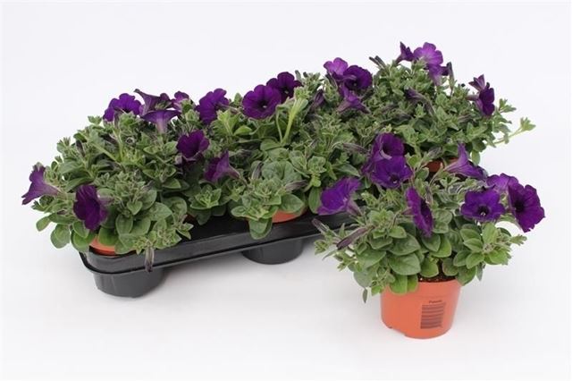 Picture of Petunia dark blue