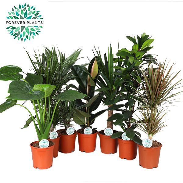 Picture of FOLIAGE MIX