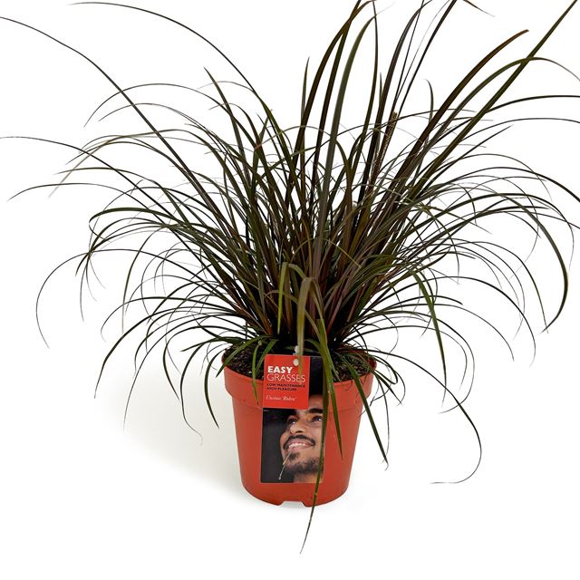 Picture of Uncinia uncinata rubra