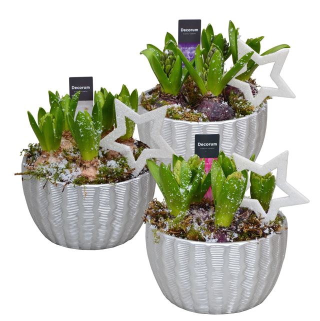 Picture of HYACINTHUS 05BULBS RIBBEL CERAMIC
