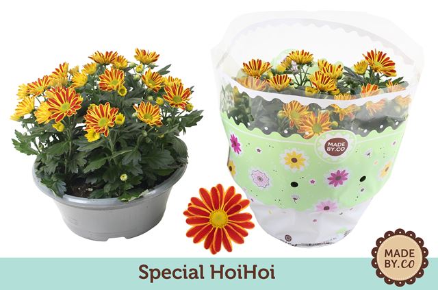 Picture of Chrysanthemum indicum bowl hoihoi