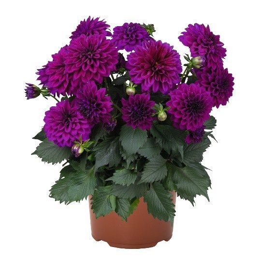 Picture of Dahlia xl purple dark