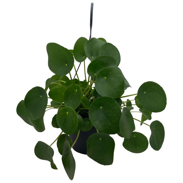 Picture of Pilea peperomioides in hanging basket