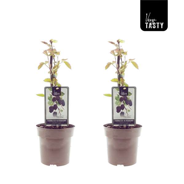 Picture of Rubus thornfree