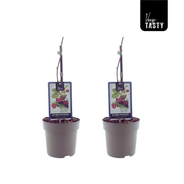 Picture of Rubus autumn bliss