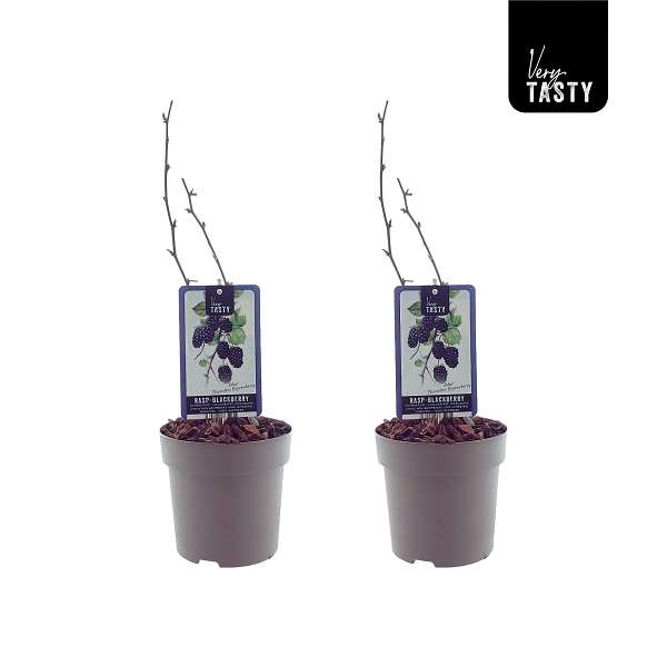 Picture of Rubus thornless boysenberry