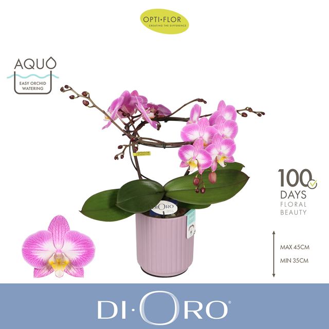 Picture of Phalaenopsis 02-stem dioro allure in ceramic