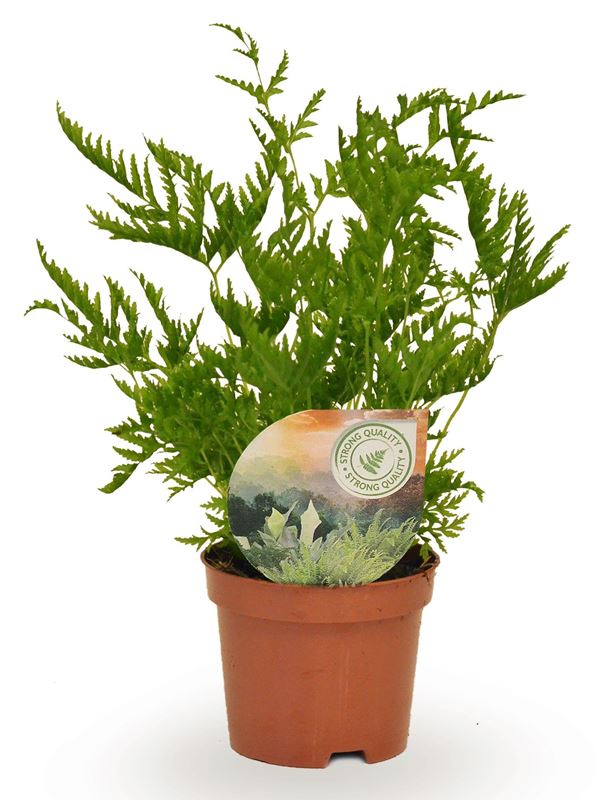 Picture of PTERIS STRAMINEA
