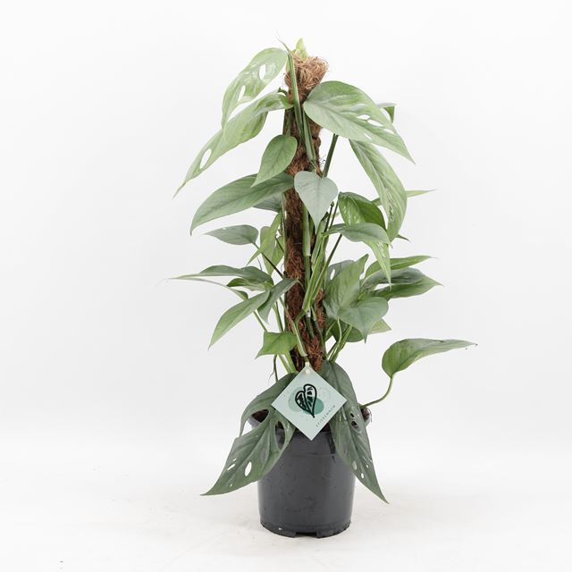 Picture of EPIPREMNUM PINNATUM CEBU BLUE