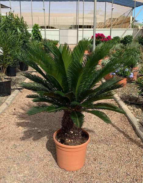 Picture of CYCAS REVOLUTA C10L TRONC 15/20