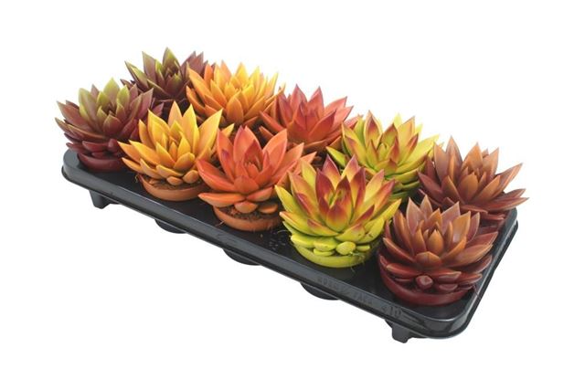 Picture of ECHEVERIA MIRANDA BICOLOURED AUTUMN MIX