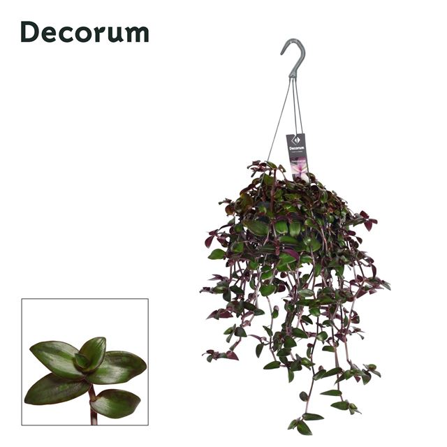 Picture of Tradescantia velvet hill hanging basket