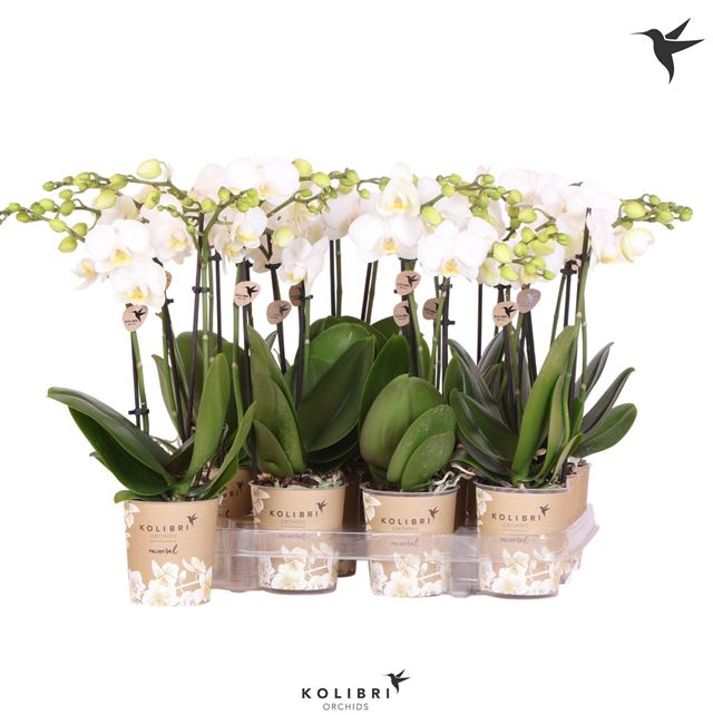 Picture of PHALAENOPSIS 02-STEM KOLIBRI WHITE