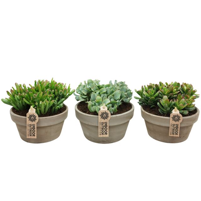 Picture of CRASSULA MIX IN GRAY TERRACOTTA BOWL