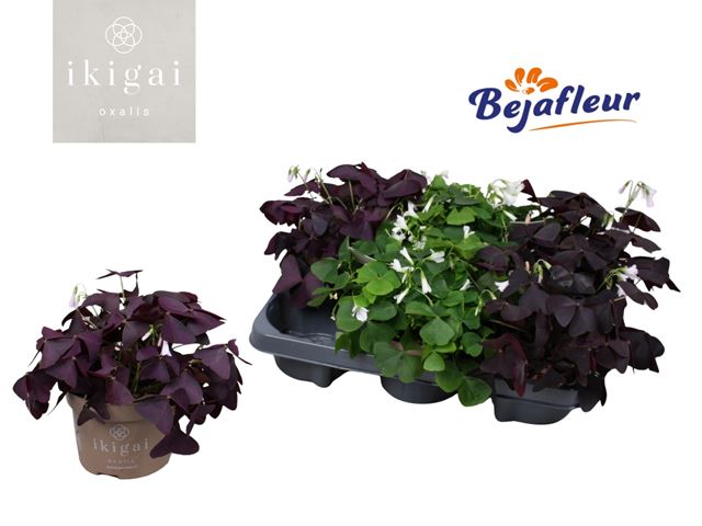 Picture of OXALIS MIX