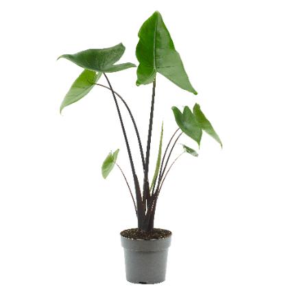 Picture of ALOCASIA BLACK ZEBRINA