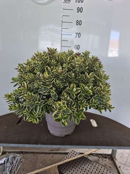 Picture of Hebe/veronica variegated leave