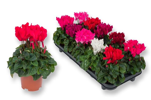Picture of Cyclamen persicum mix - diam 15cm
