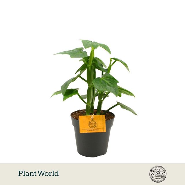 Picture of Cissus quadrangularis