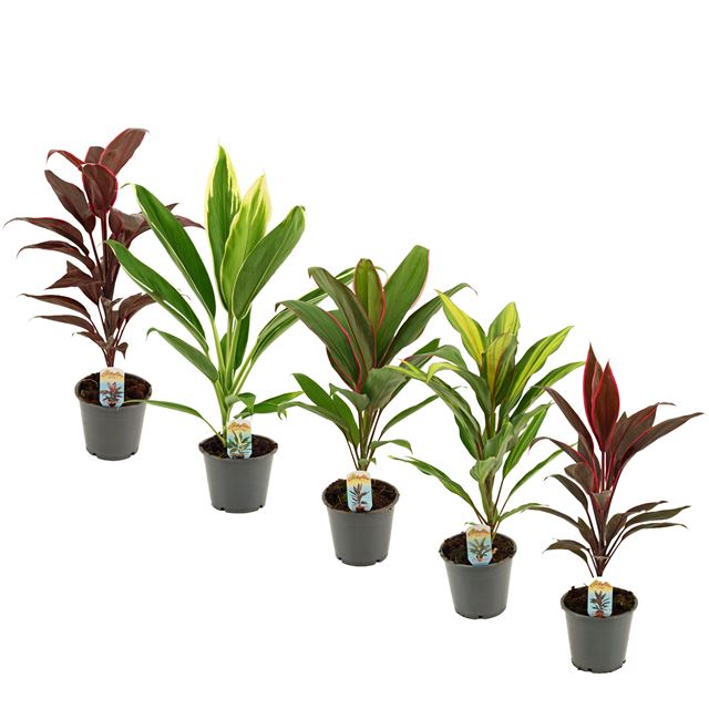 Picture of CORDYLINE FRUTICOSA MIX