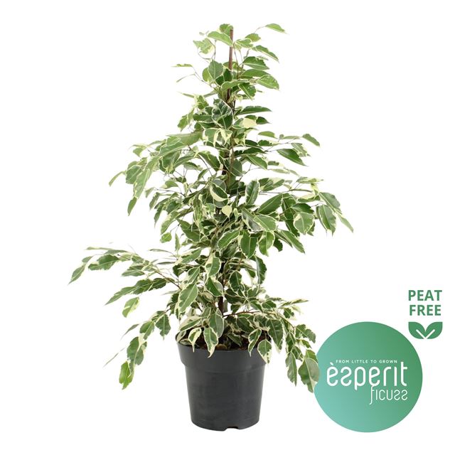 Picture of FICUS BENJAMINA TWILIGHT