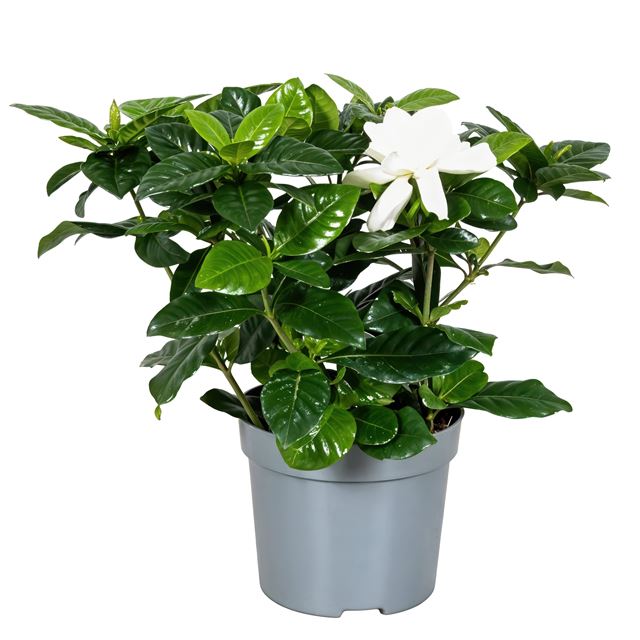 Picture of GARDENIA JASMINOIDES