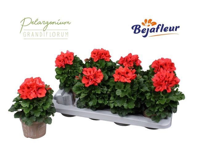 Picture of Pelargonium grandiflorum anna